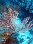 AmbergrisCaye05 - 111
